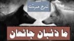 ماذئبان جائعان