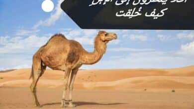 هل خلق الإبل من نار