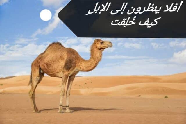 هل خلق الإبل من نار