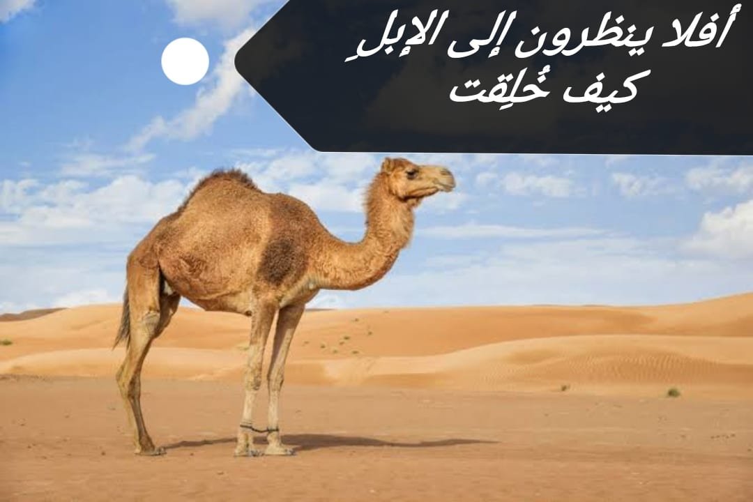 هل خلق الإبل من نار