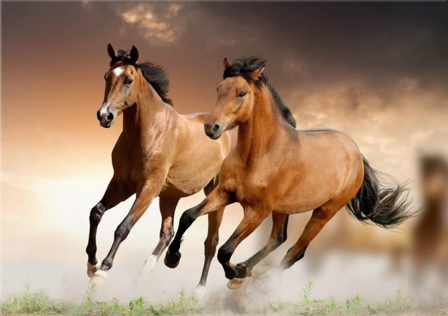 لماذا أقسم الله بالخيل في سورة العاديات؟