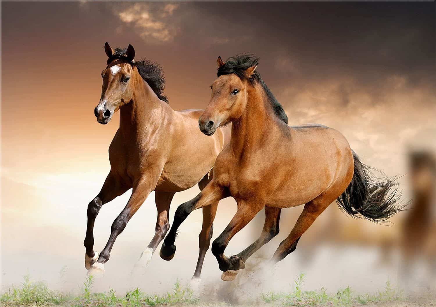 لماذا أقسم الله بالخيل في سورة العاديات؟